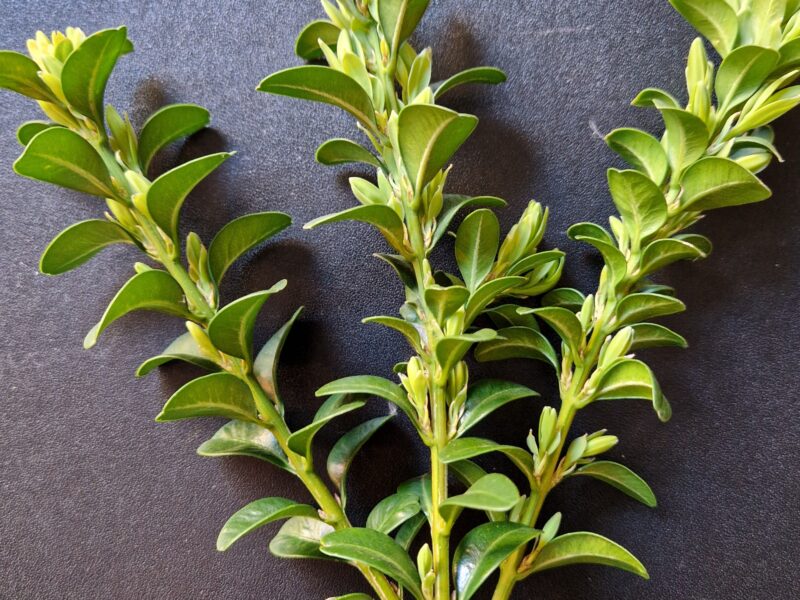 Familiengottesdienst am Palmsonntag